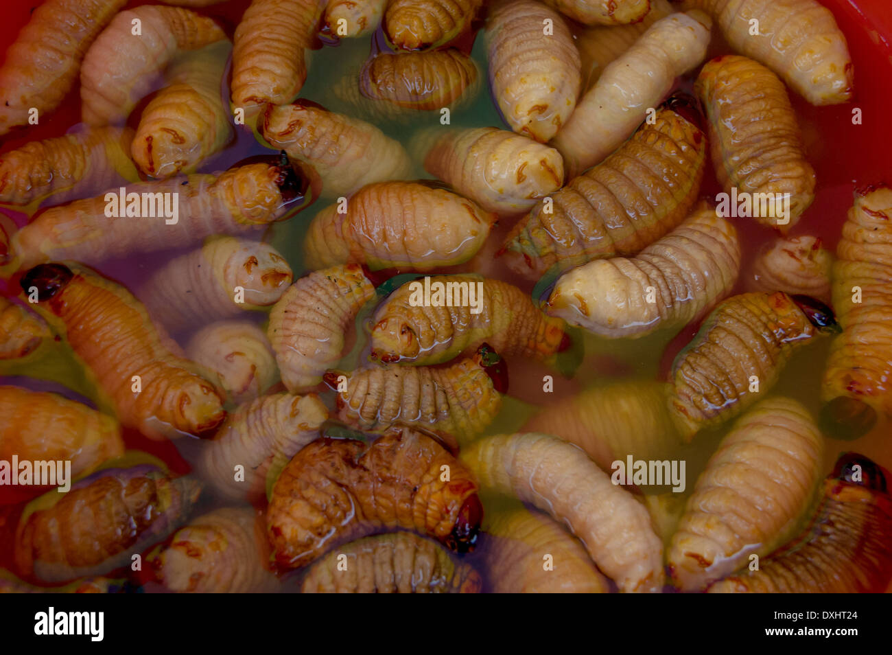 Les larves du charançon du palmier comestible (Rhynchophorus phoenicis) de l'Amazone Banque D'Images