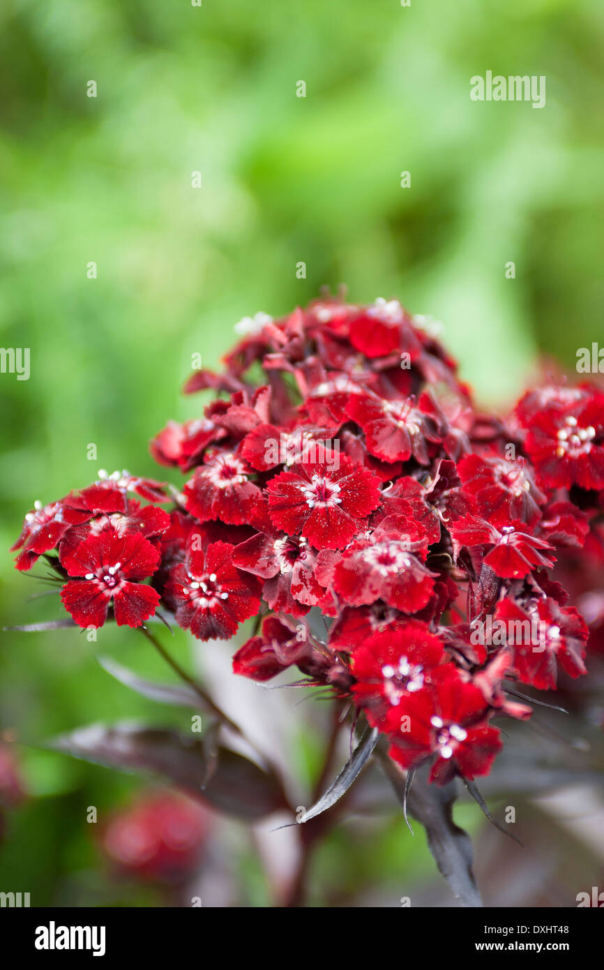 Sweet William, Dianthus barbatus, 'Sooty' Banque D'Images