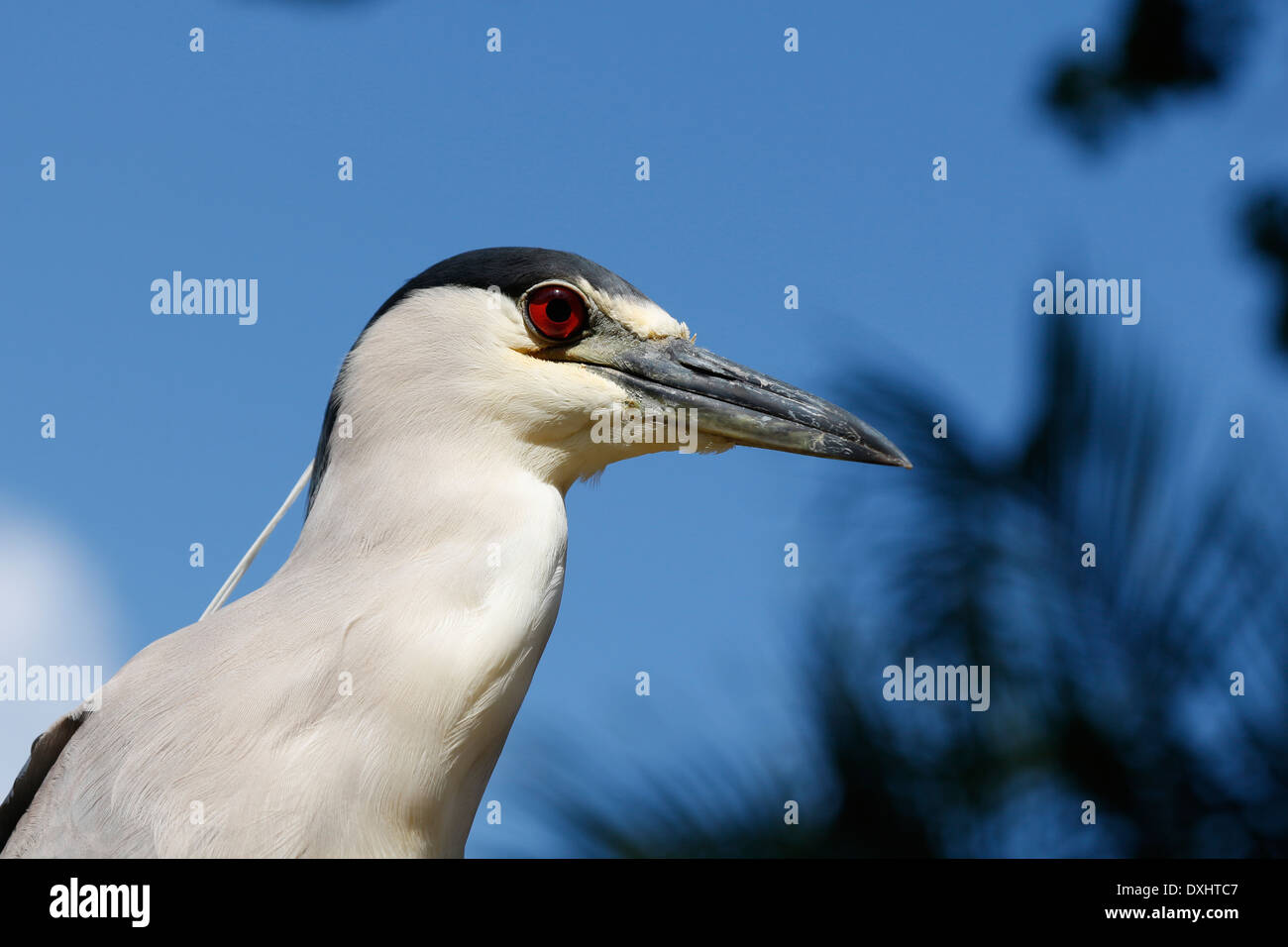 Un Bihoreau gris Nycticorax nycticorax, dans le parc national des Everglades, en Floride Banque D'Images