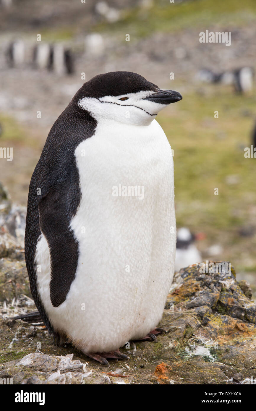 Une jugulaire Penguin, Pygoscelis antarctica, Hannah à Point sur l'île Livingston dans les îles Shetland du Sud, l'Antarctique. Banque D'Images