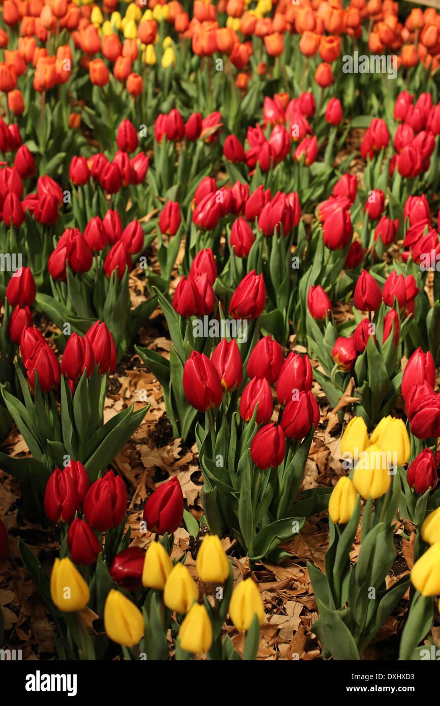 Tulipes multicolores développe à un flower show. Banque D'Images