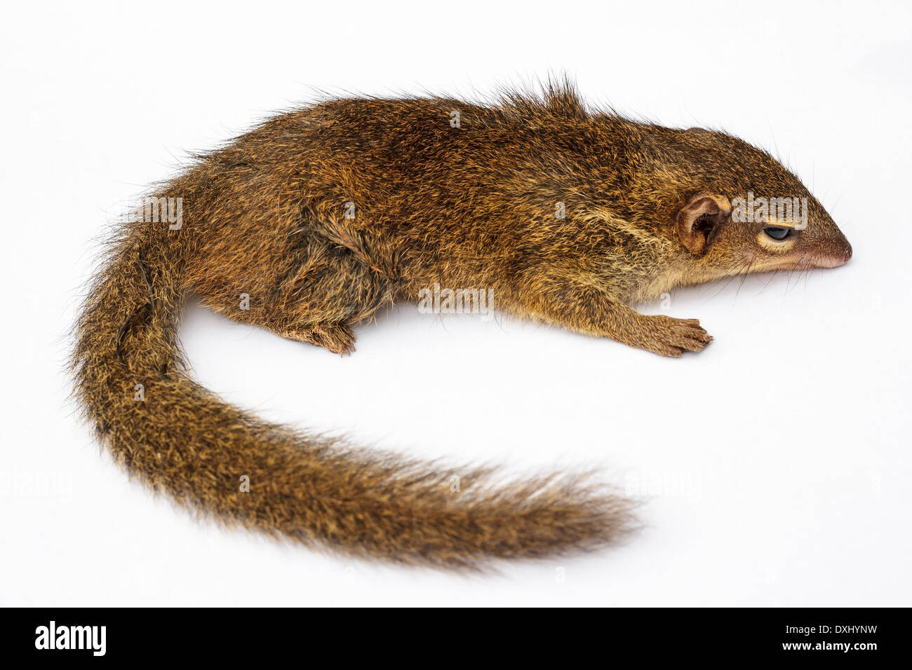 Bulbul commun ou le sud de l'oiseau (Dicaeum glis) Banque D'Images