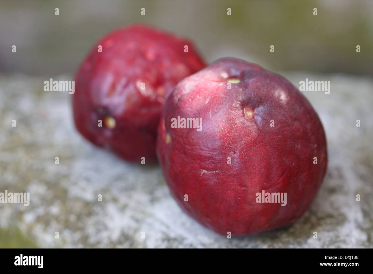 Malay Malay apple, apple rose Banque D'Images