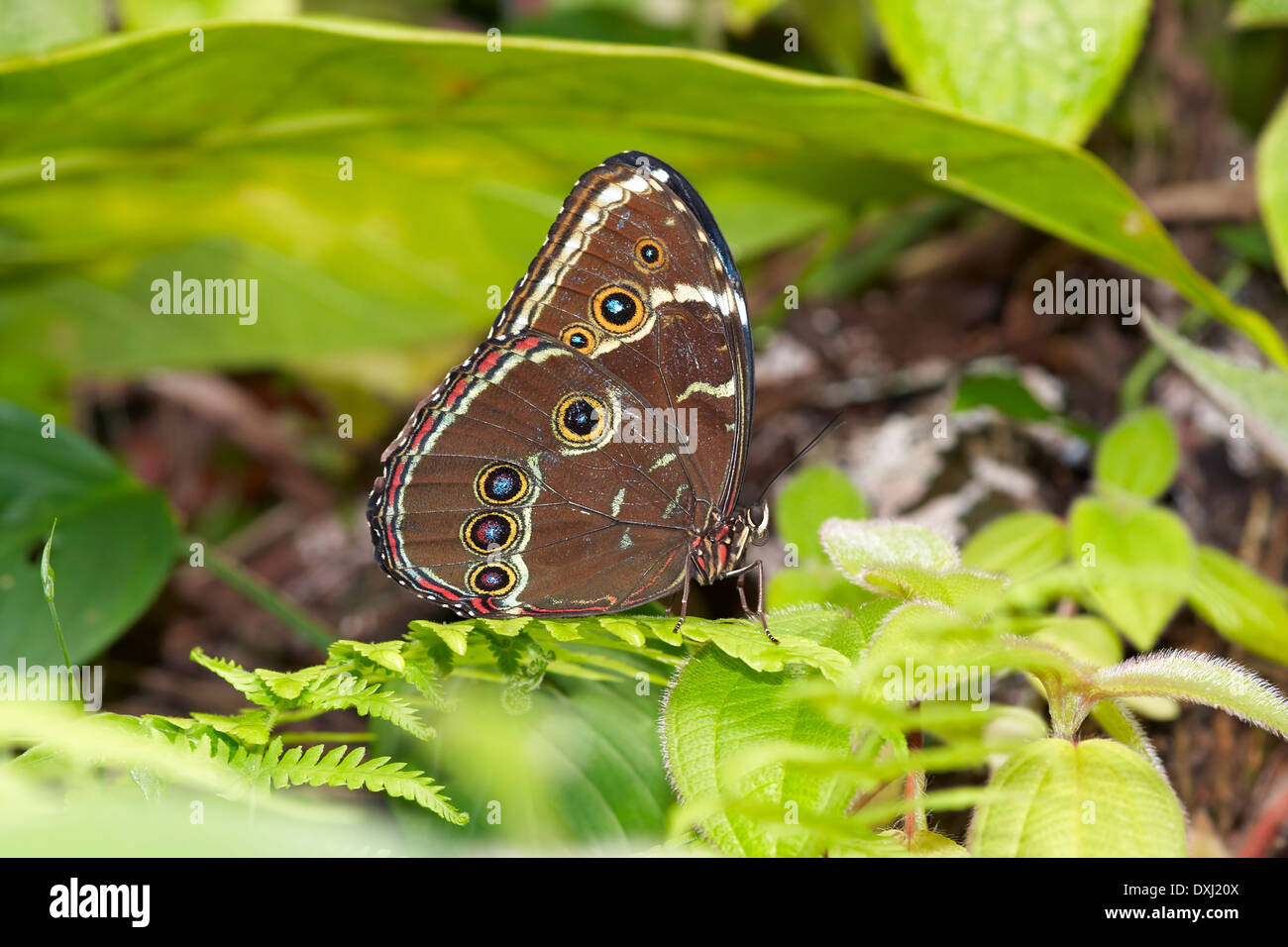 Papillon Morpho bleu Banque D'Images