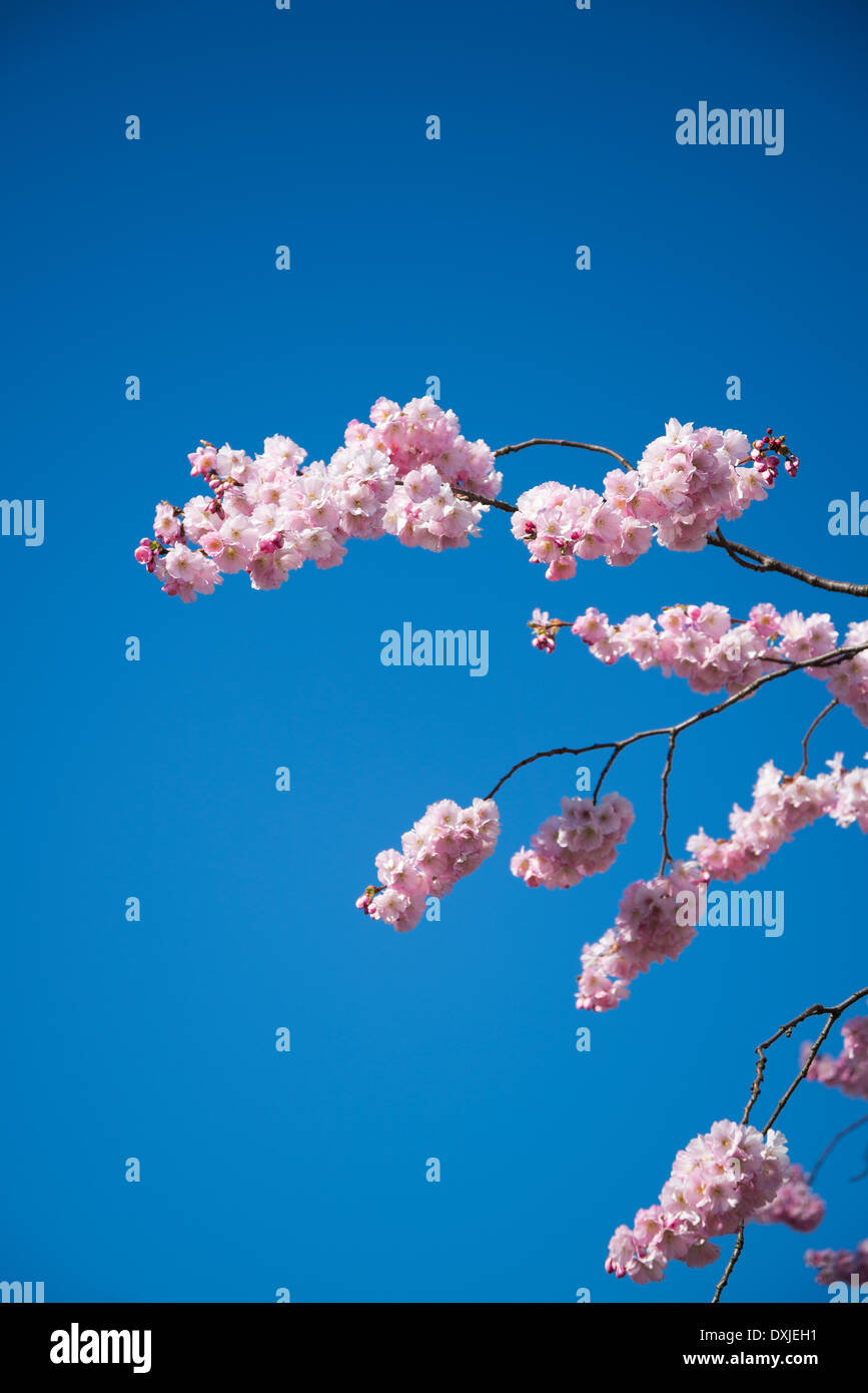 Cherry Tree in blossom Banque D'Images