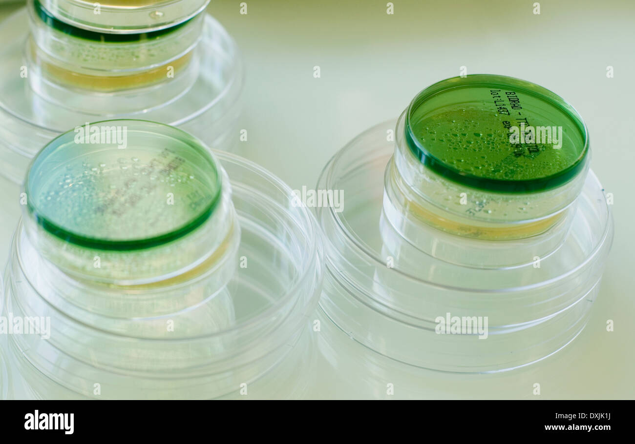 Boîtes de Pétri Banque D'Images