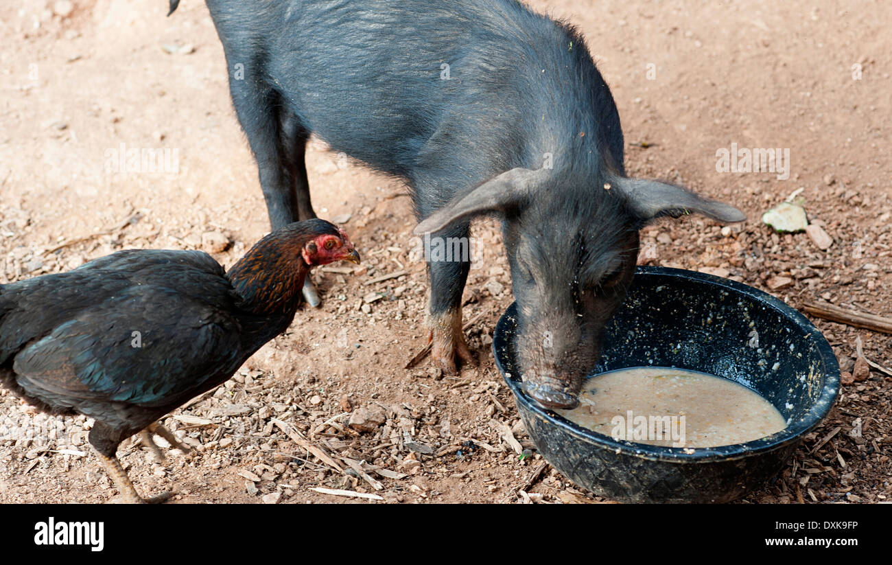 Mange du porc repas en montres oiseaux attentivement de près. Village thaï dans le nord de la Thaïlande. Banque D'Images