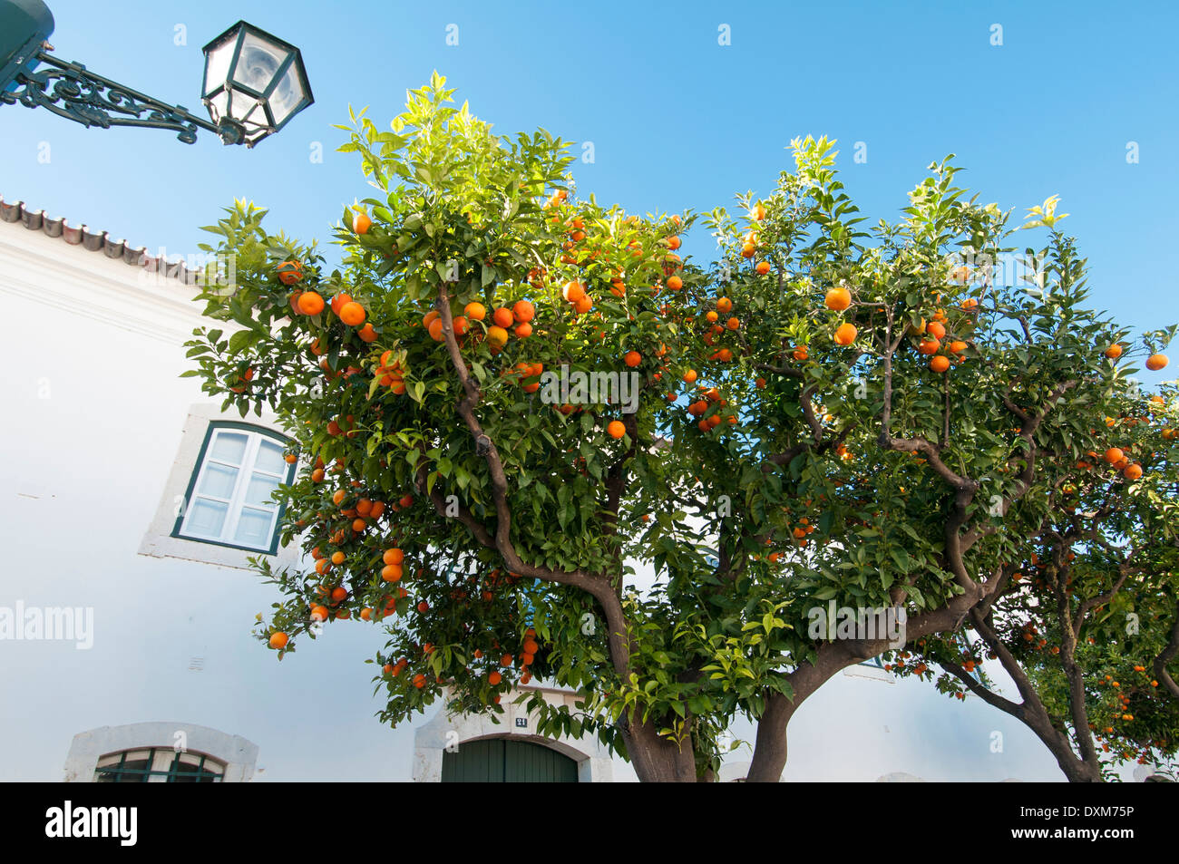 Les oranges qui poussent sur un arbre au Portugal Banque D'Images