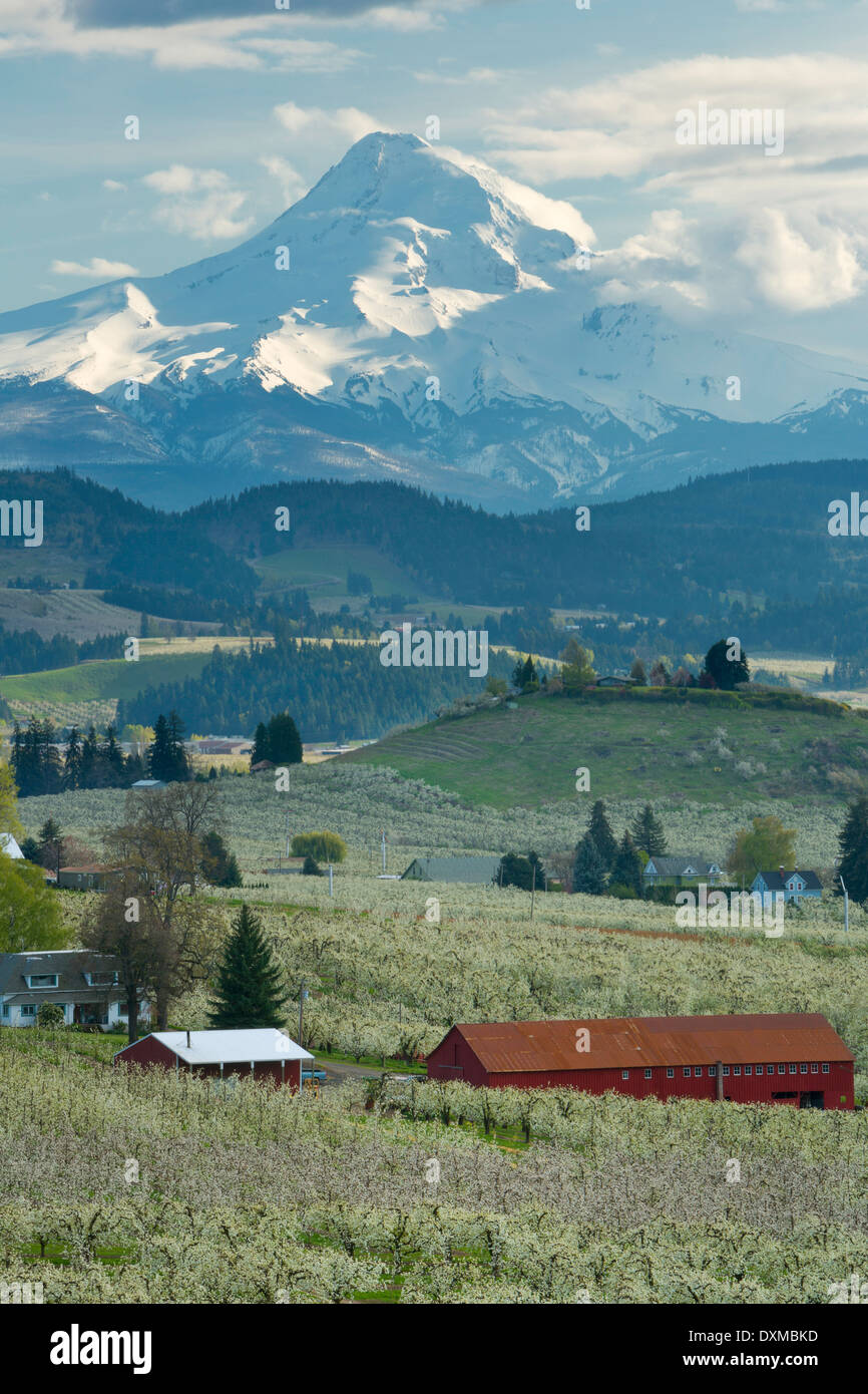 Poire, Pomme, cerise, et d'autres les vergers de la vallée de la rivière Capot avec Mount Hood s'élevant au-dessus. Au printemps de l'Oregon. USA Banque D'Images