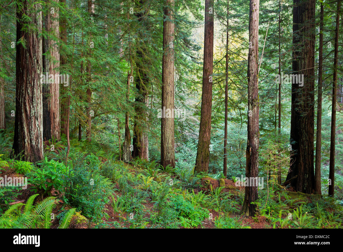 L'extrême nord de la séquoias aux États-Unis sont le long de la côte du sud de l'Oregon. Banque D'Images