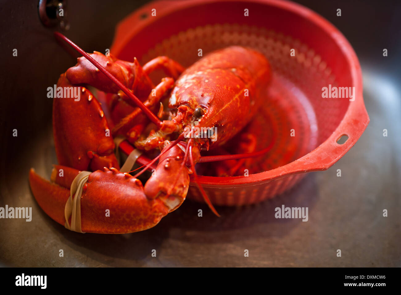 Big Red Lobster cuit Banque D'Images