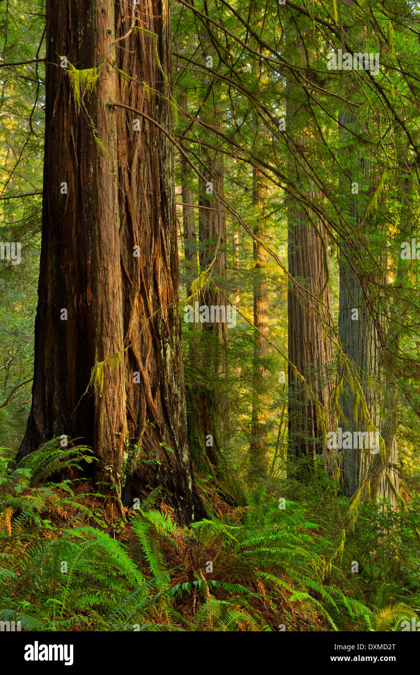 L'extrême nord de la séquoias aux États-Unis sont le long de la côte du sud de l'Oregon. Banque D'Images