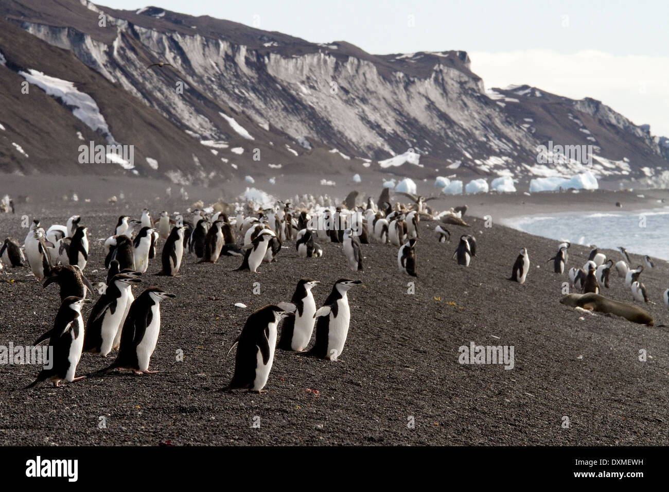 L'antarctique, les manchots à jugulaire penguin, Pygoscelis antarctica, Bailey Head beach, l'Île Déception, paysage de l'Antarctique. Banque D'Images