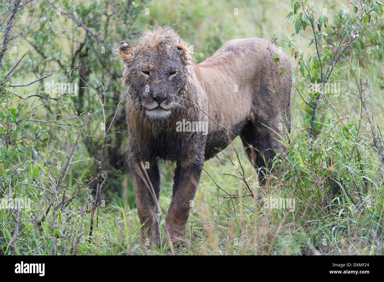 Un Lion très sale, homme Ein sehr schmutziger Maennchen, Loewe Banque D'Images