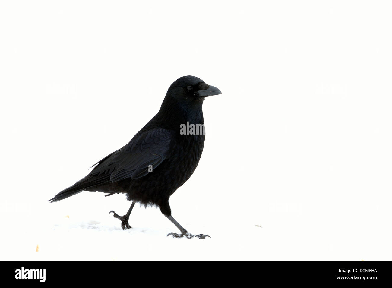 Corneille noire - Corvus corone eurasien (Crow) marche sur la neige en hiver Banque D'Images