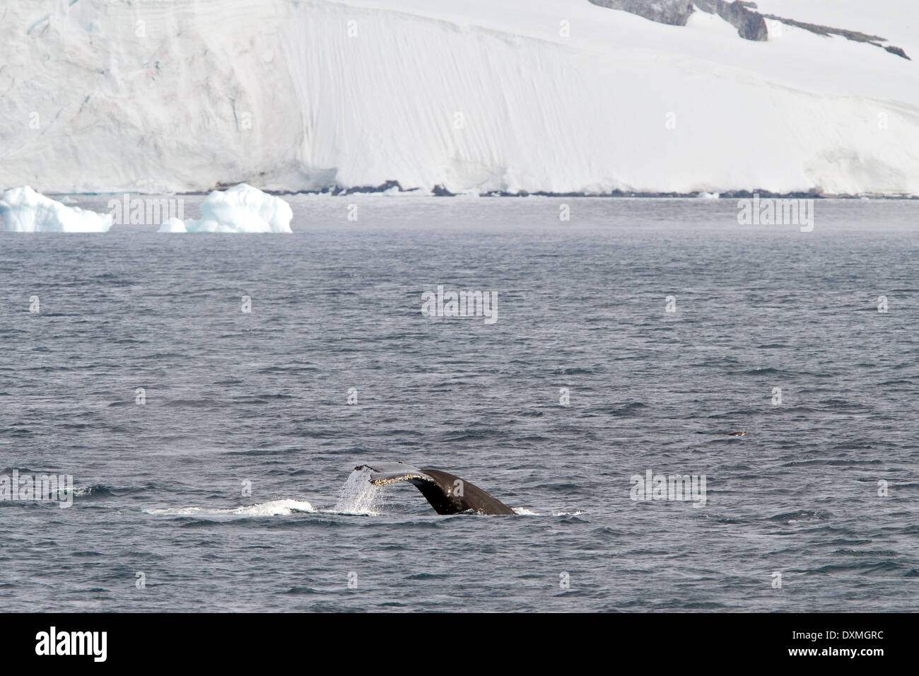 Les baleines de l'Antarctique l'Antarctique, les baleines à bosse, Megaptera novaeangliae. La nageoire caudale de baleine avec iceberg. Banque D'Images