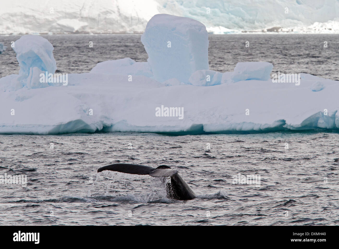 Les baleines de l'Antarctique l'Antarctique, les baleines à bosse, Megaptera novaeangliae. La nageoire caudale de baleine avec iceberg. Banque D'Images