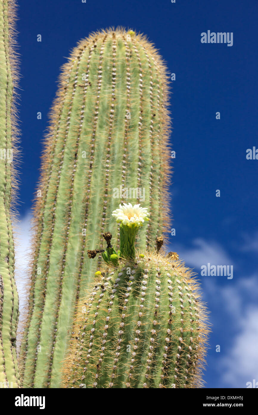 Arbre généalogique de cactus Saguaro National Park, Arizona, USA Banque D'Images