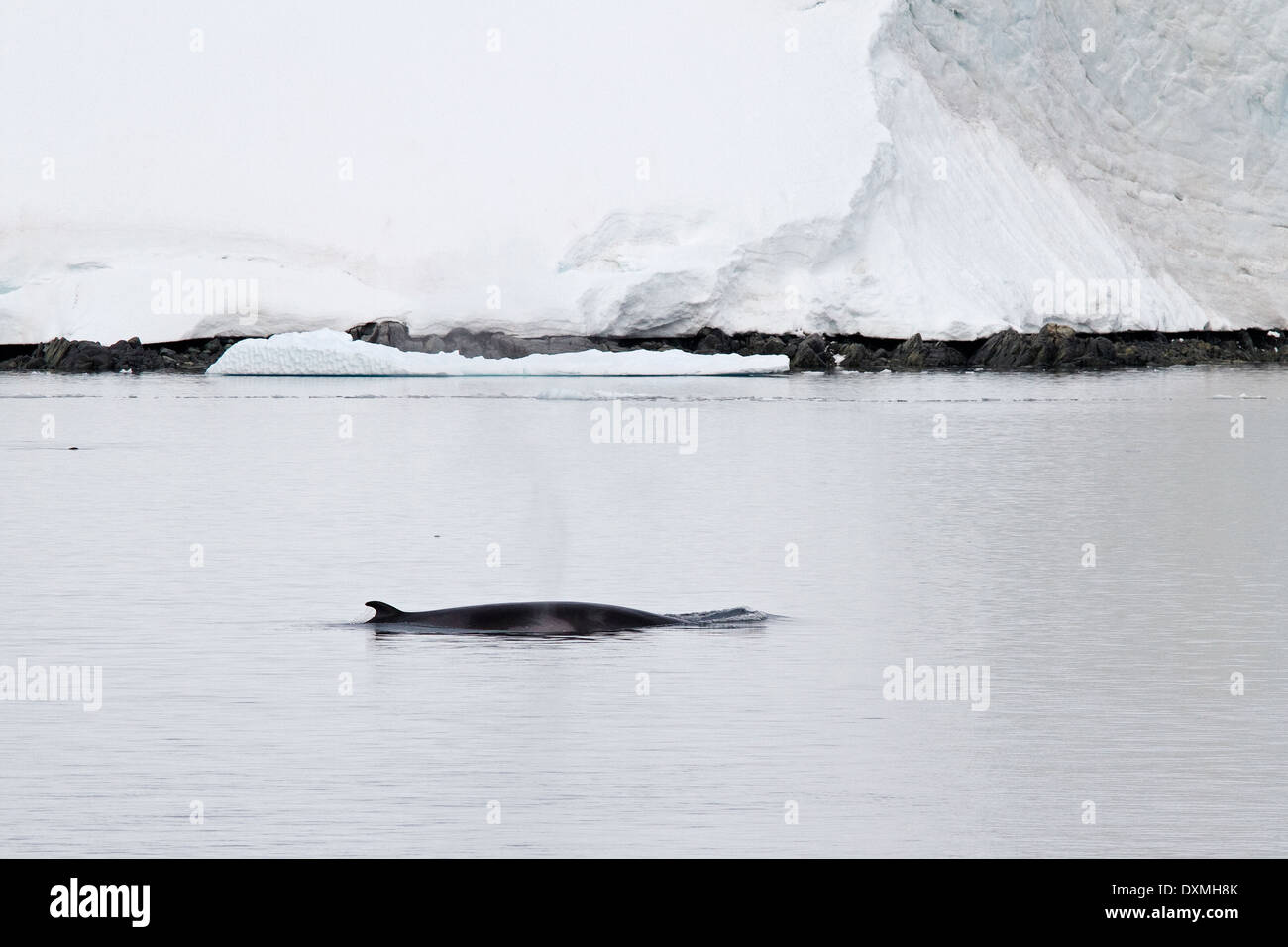 Les baleines de l'Antarctique, l'Antarctique, les petits rorquals Balaenoptera bonaerensis. Petit rorqual de la nageoire dorsale. Banque D'Images