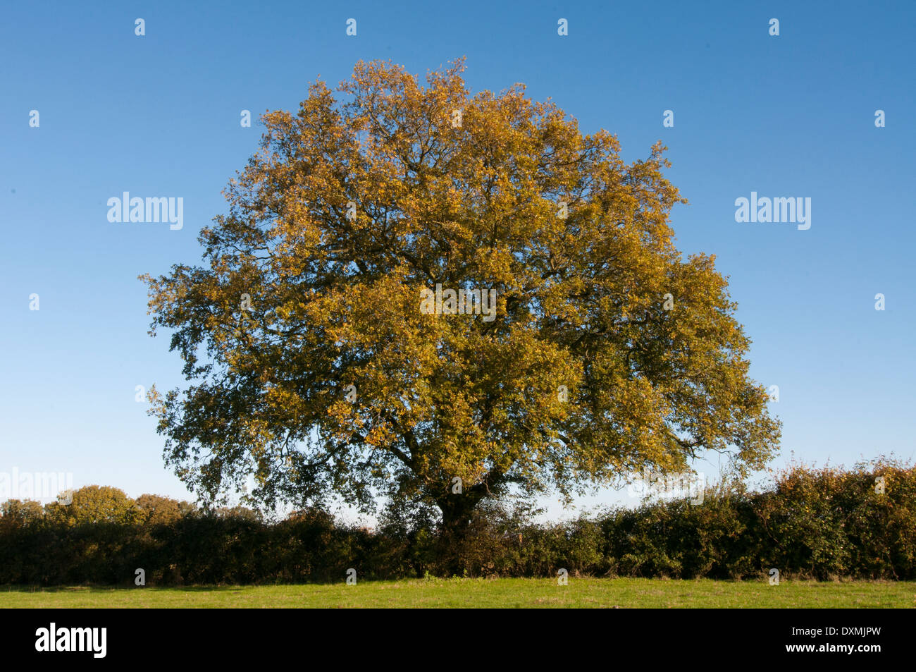 Arbre de chêne français (Quercus rober) Banque D'Images