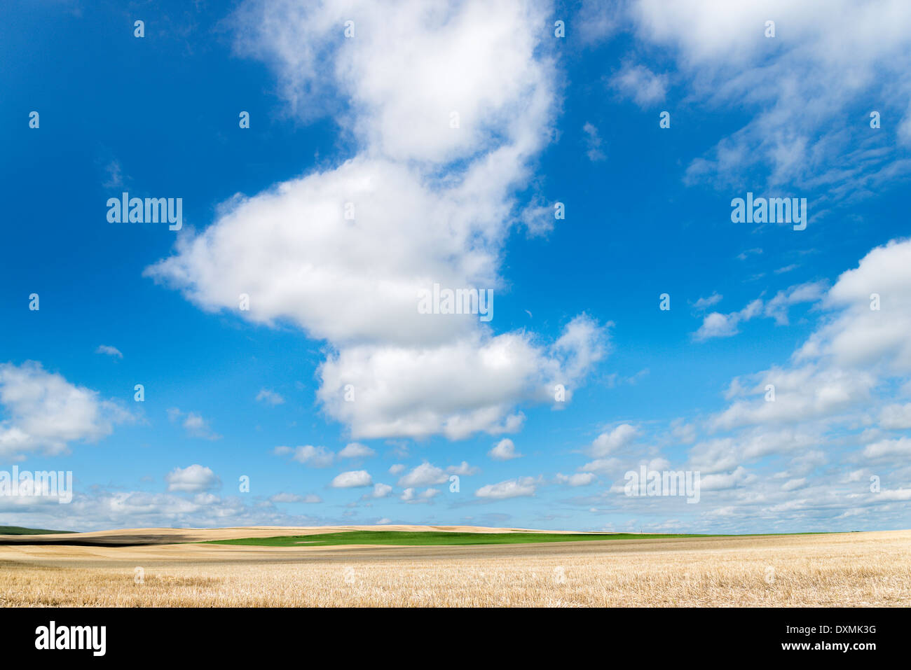 Big Sky, le grain récolté, Alberta, Canada Banque D'Images