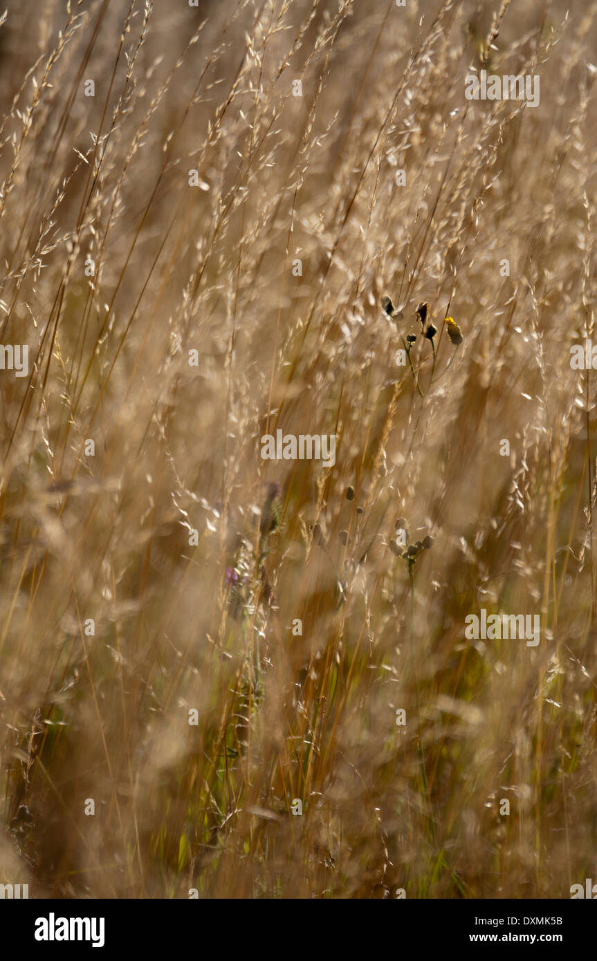 Herbes sauvages d'or Banque D'Images