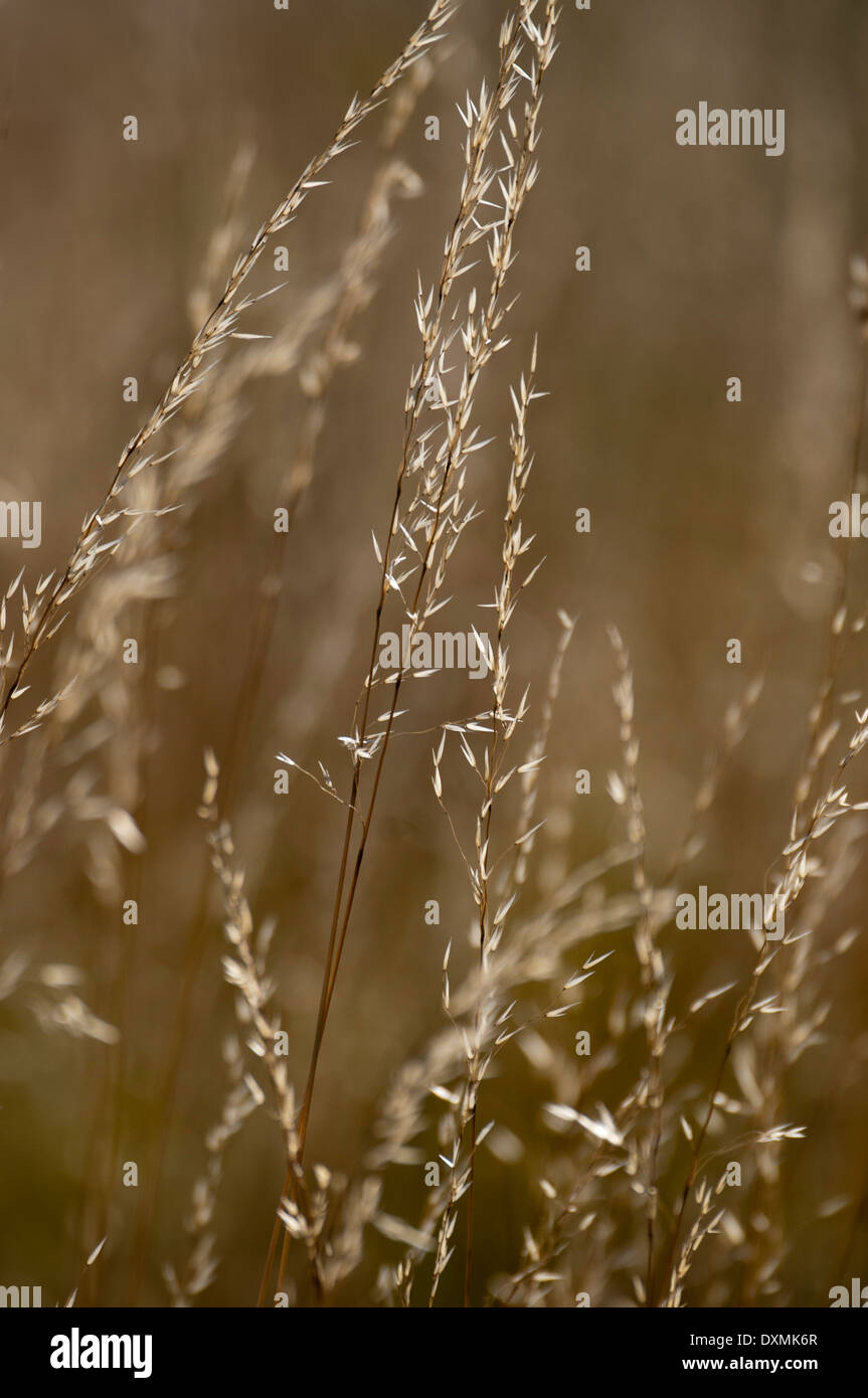 Herbes sauvages d'or Banque D'Images