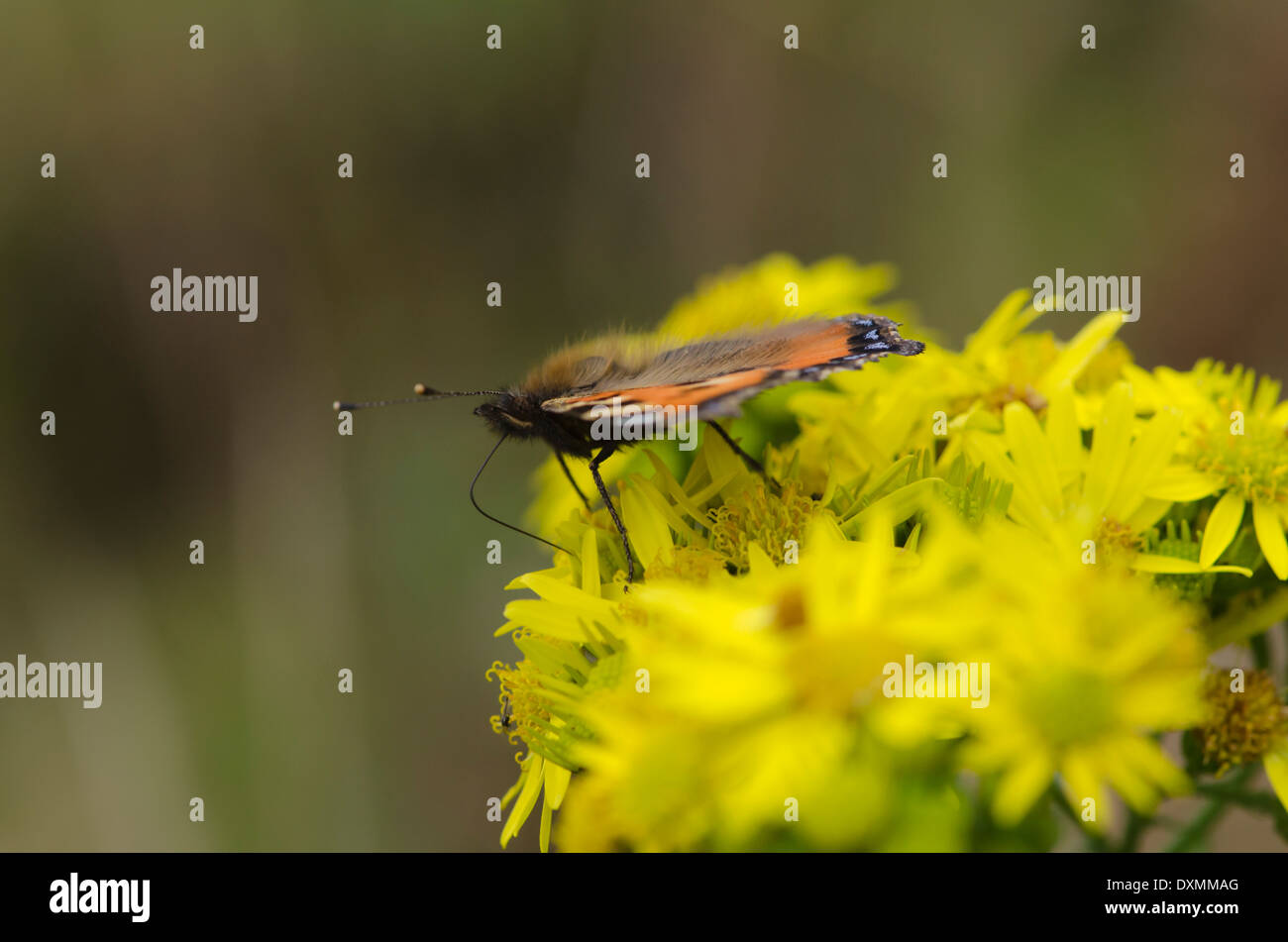 Un petit papillon sur l'Écaille fleurs séneçon tourné en profil dans la lumière tamisée, shot Banque D'Images