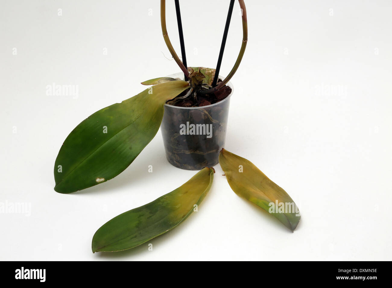 Après plus pourries d'orchidée Phalaenopsis - arrosage de la pourriture de la couronne Banque D'Images