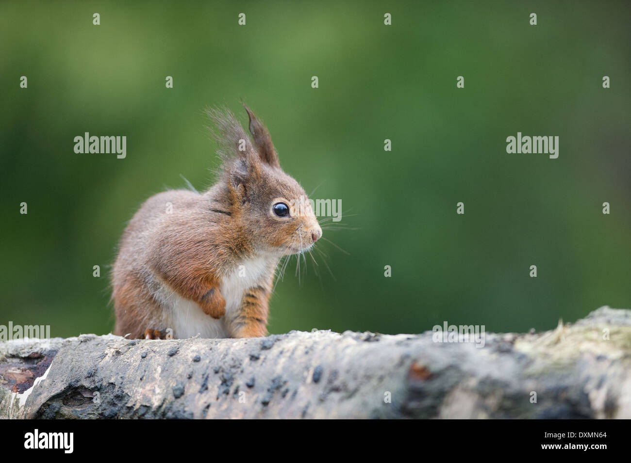 Eurasian écureuil roux (Sciurus vulgaris) Banque D'Images