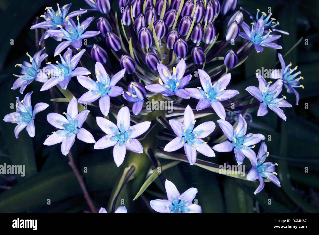 Close-up of Lily péruvienne / Lily cubain/Hyacinth du Pérou / Portugais - Squill Scilla peruviana - Famille Asparagacées Banque D'Images