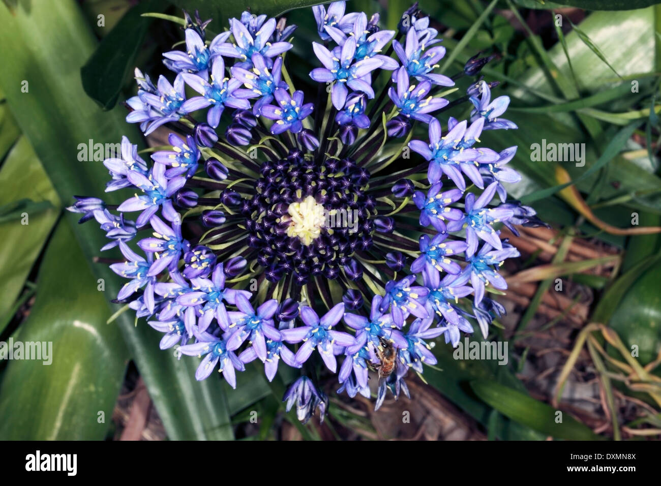 Close-up of Lily péruvienne / Lily cubain/Hyacinth du Pérou / Portugais - Squill Scilla peruviana - Famille Asparagacées Banque D'Images