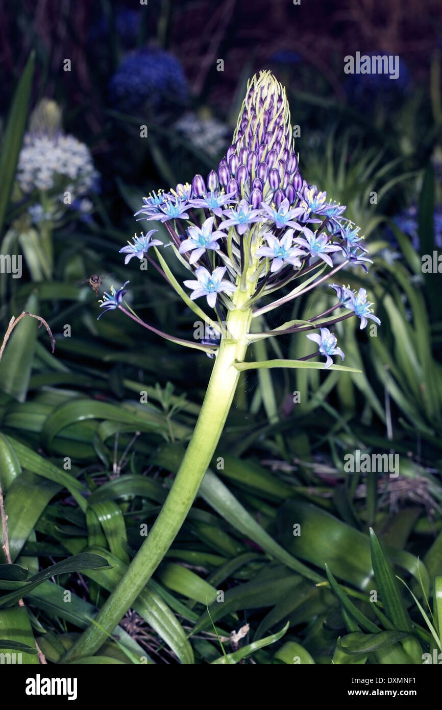 Lily péruvienne / Lily cubain/Hyacinth du Pérou / Portugais - Squill Scilla peruviana - Famille Asparagacées Banque D'Images