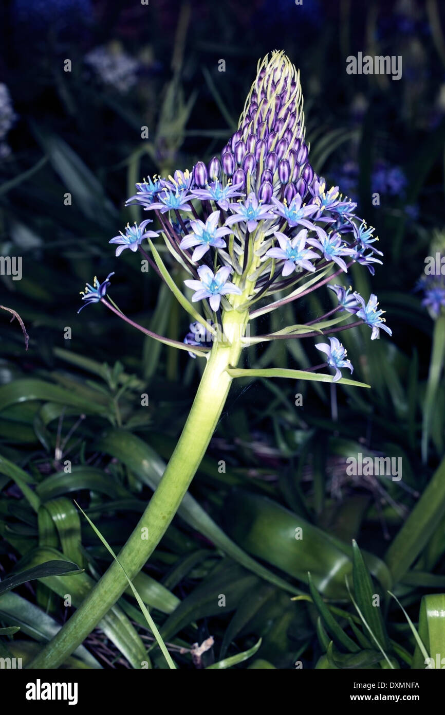 Lily péruvienne / Lily cubain/Hyacinth du Pérou / Portugais - Squill Scilla peruviana - Famille Asparagacées Banque D'Images