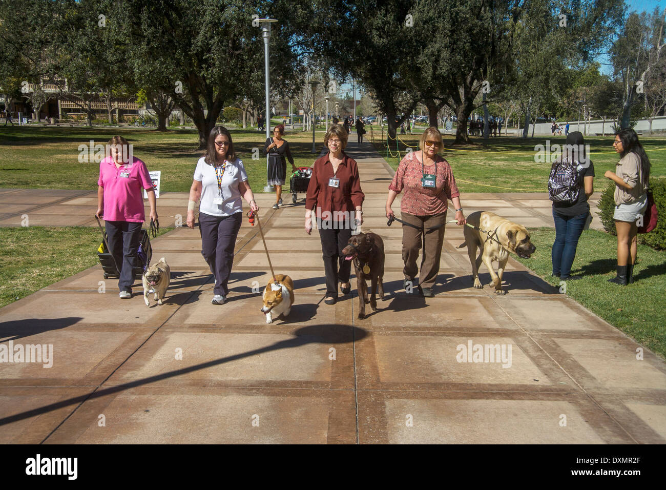 Les propriétaires de bénévoles apportent leur confort spécialement formés pour chiens Université de Californie à Riverside pour soulager le stress des élèves Banque D'Images
