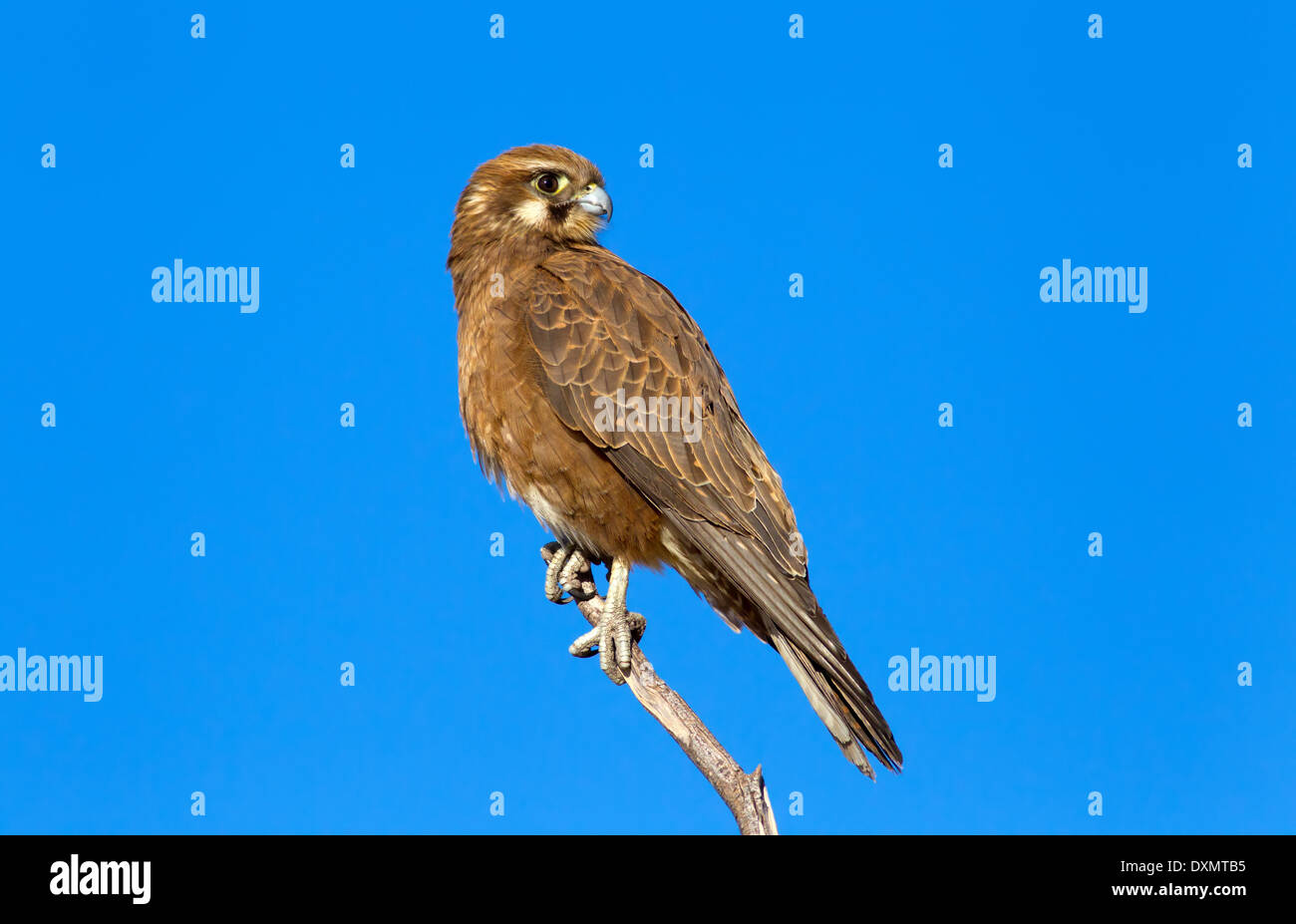 Brown falcon oiseau de proie raptor de la faune de l'Australie Centrale australienne West McDonnell varie perché sur une branche d'arbre mort Banque D'Images