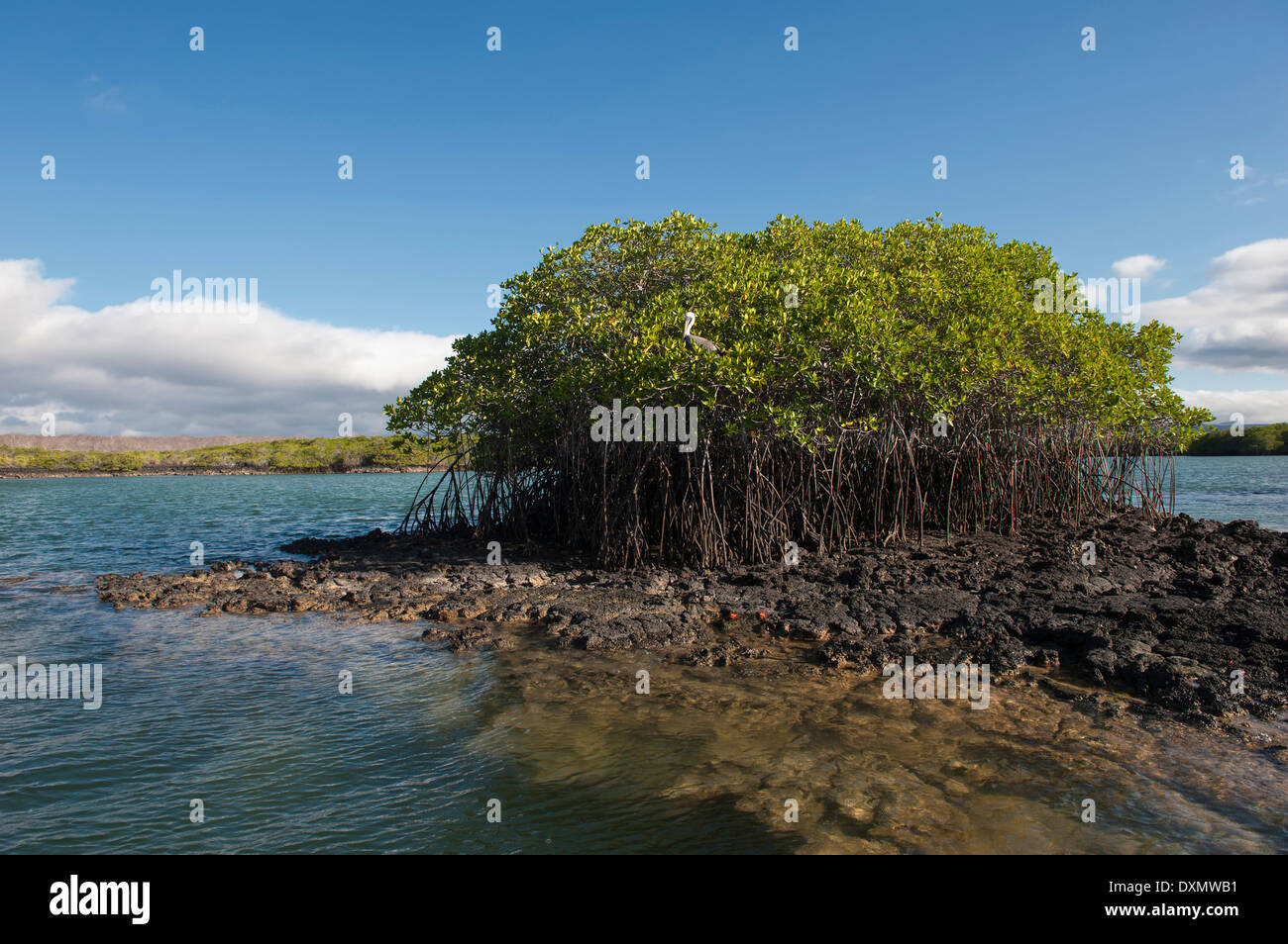 Black Turtle Bay, île de Santa Cruz, Galapagos, Equateur, Site du patrimoine mondial de l'UNESCO Banque D'Images