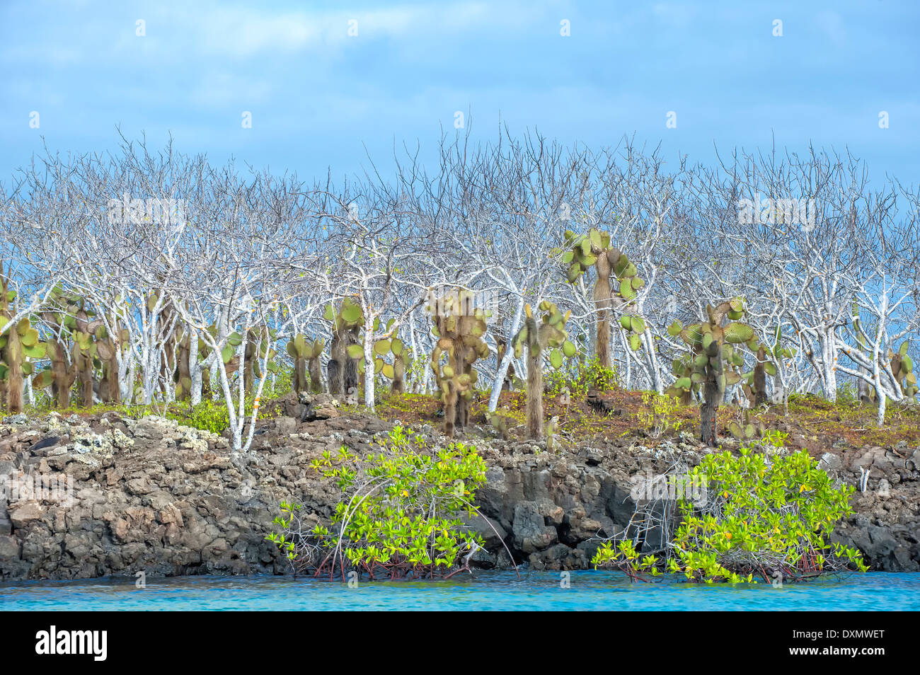 Palo Santo (Bursera graveolens) Red Mangrove (Rhizophora mangle) et Giant cactus (Opuntia) l'île de Santa Cruz Banque D'Images