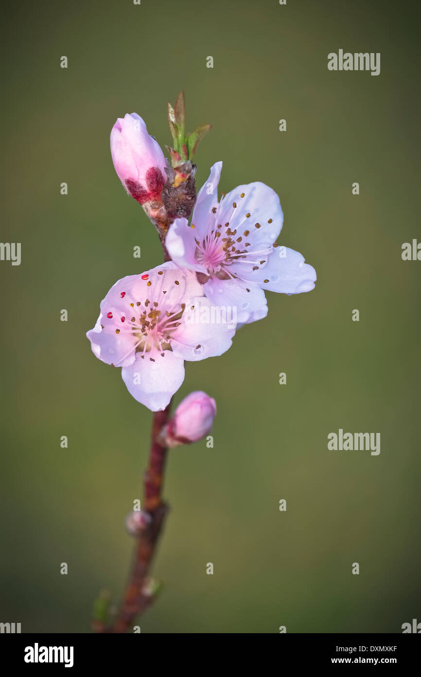 Super Sweet Peach. La princesse blanche. Prunus persica flower bossoms Banque D'Images