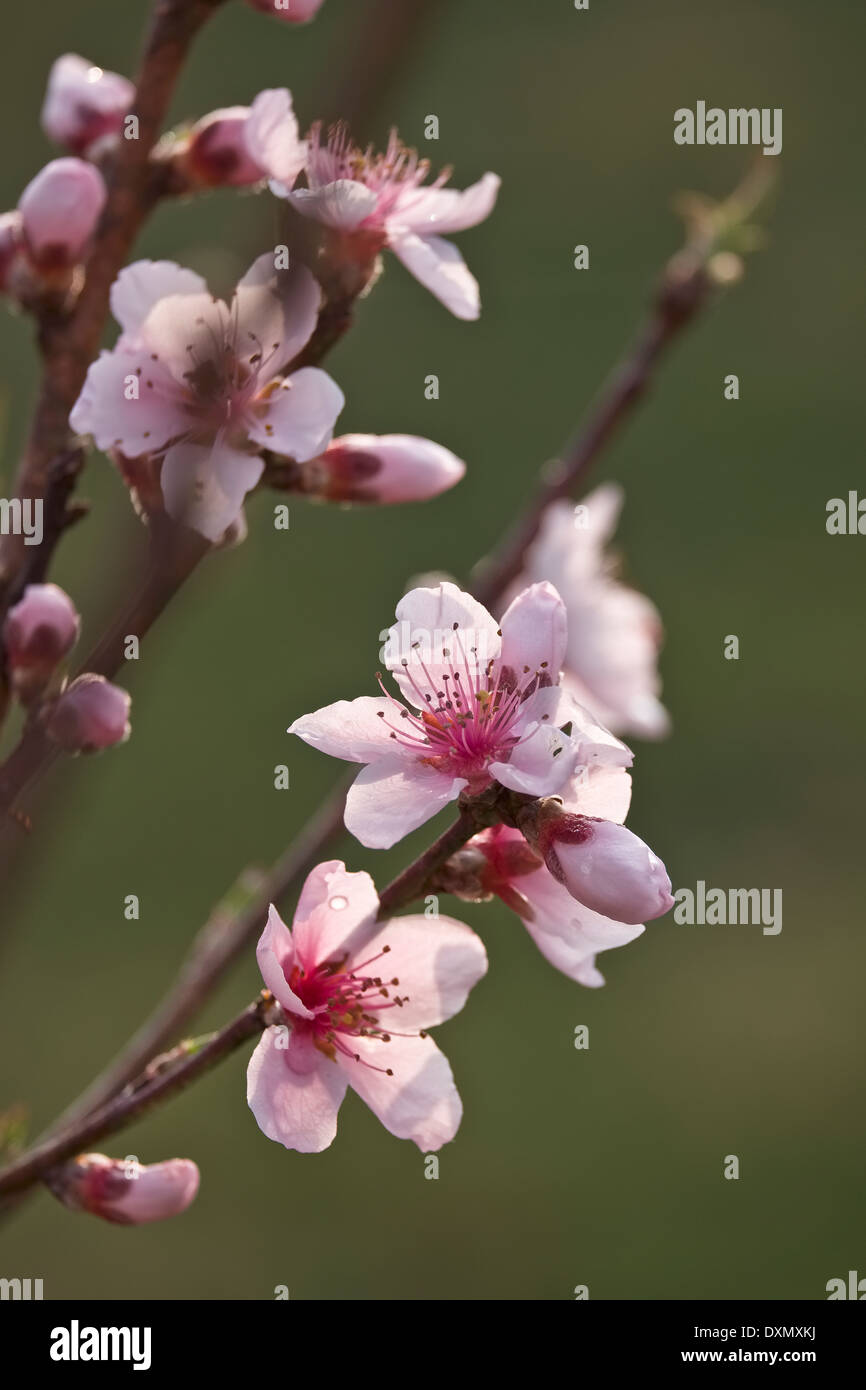 Super Sweet Peach. La princesse blanche. Prunus persica de fleurs Banque D'Images