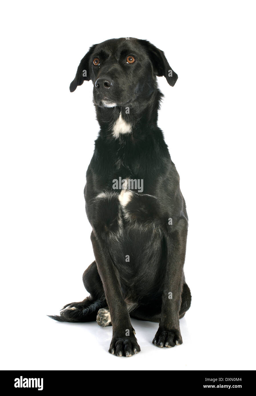 Croisé labrador retriever in front of white background Banque D'Images Croisé labrador retriever in front of white background Banque D'Images