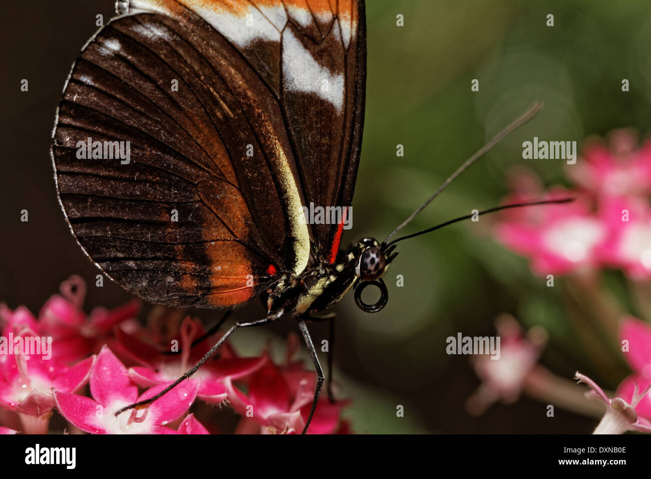 Papillon Banque D'Images