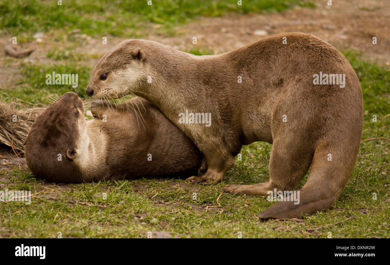 Deux loutres sain poilu jouant ensemble sur l'herbe, l'un portant sur le dos Banque D'Images