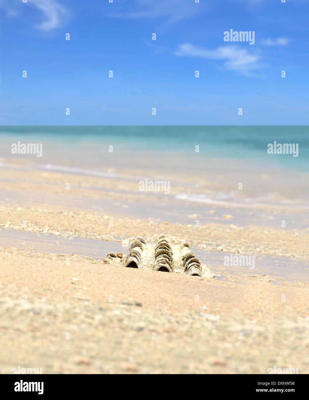 Sea Shell sur sable avec ciel bleu et l'océan dans l'arrière-plan Banque D'Images