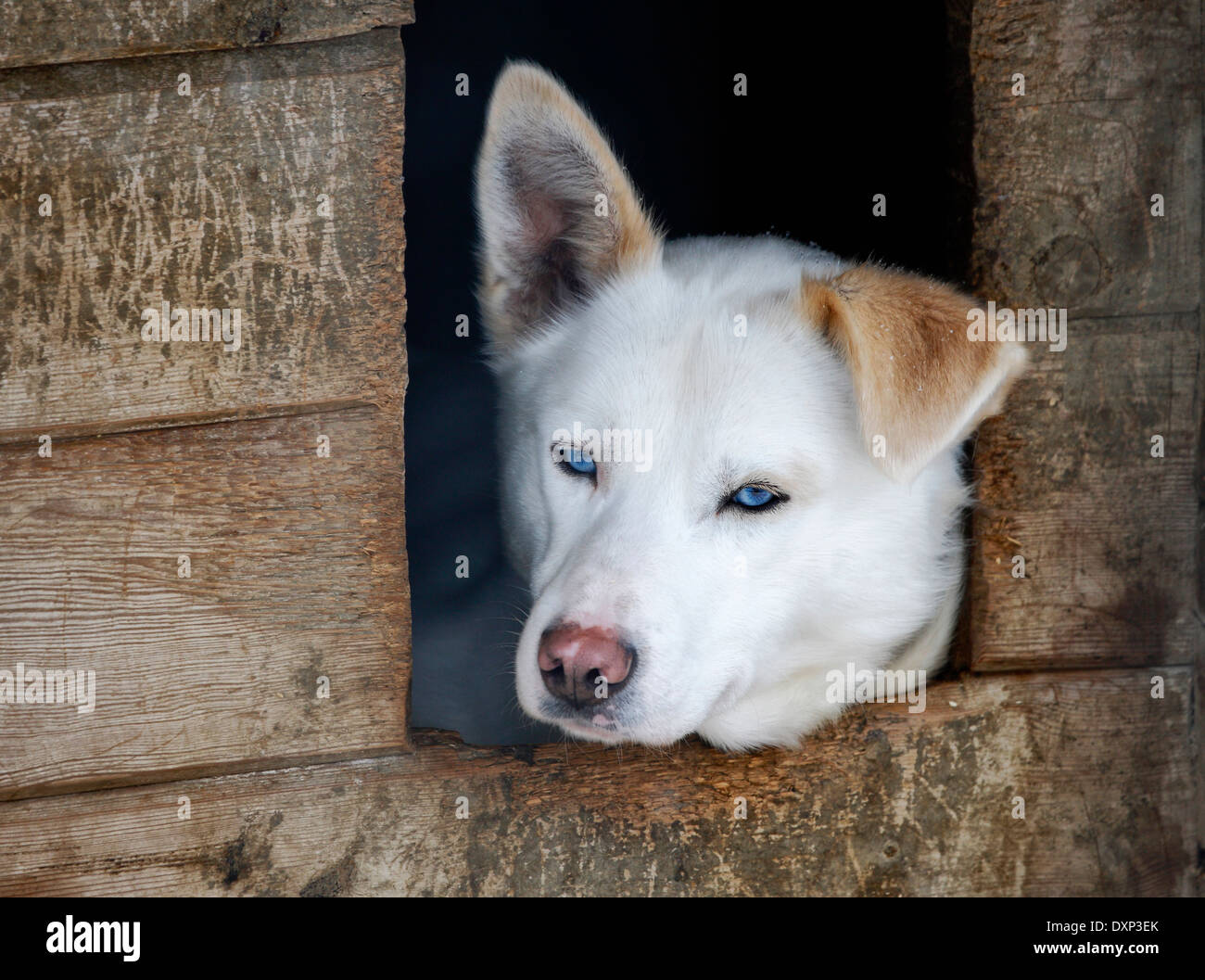 Chien Husky Laponie, Finlande Banque D'Images