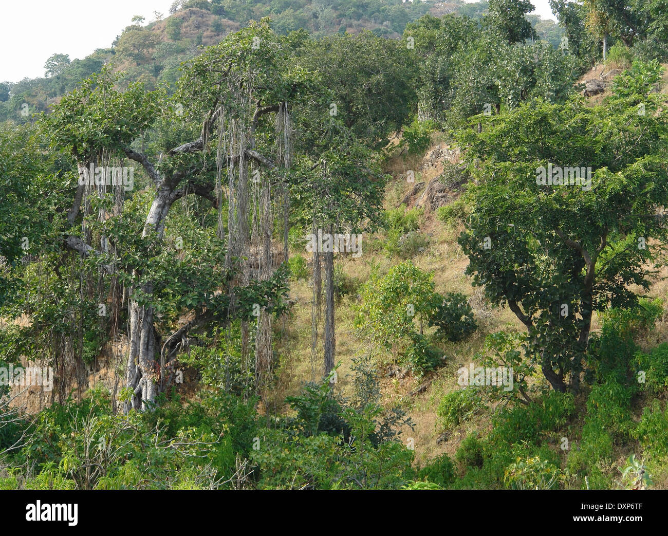 Paysage autour de l'Aravalli au Rajasthan (Inde) Banque D'Images