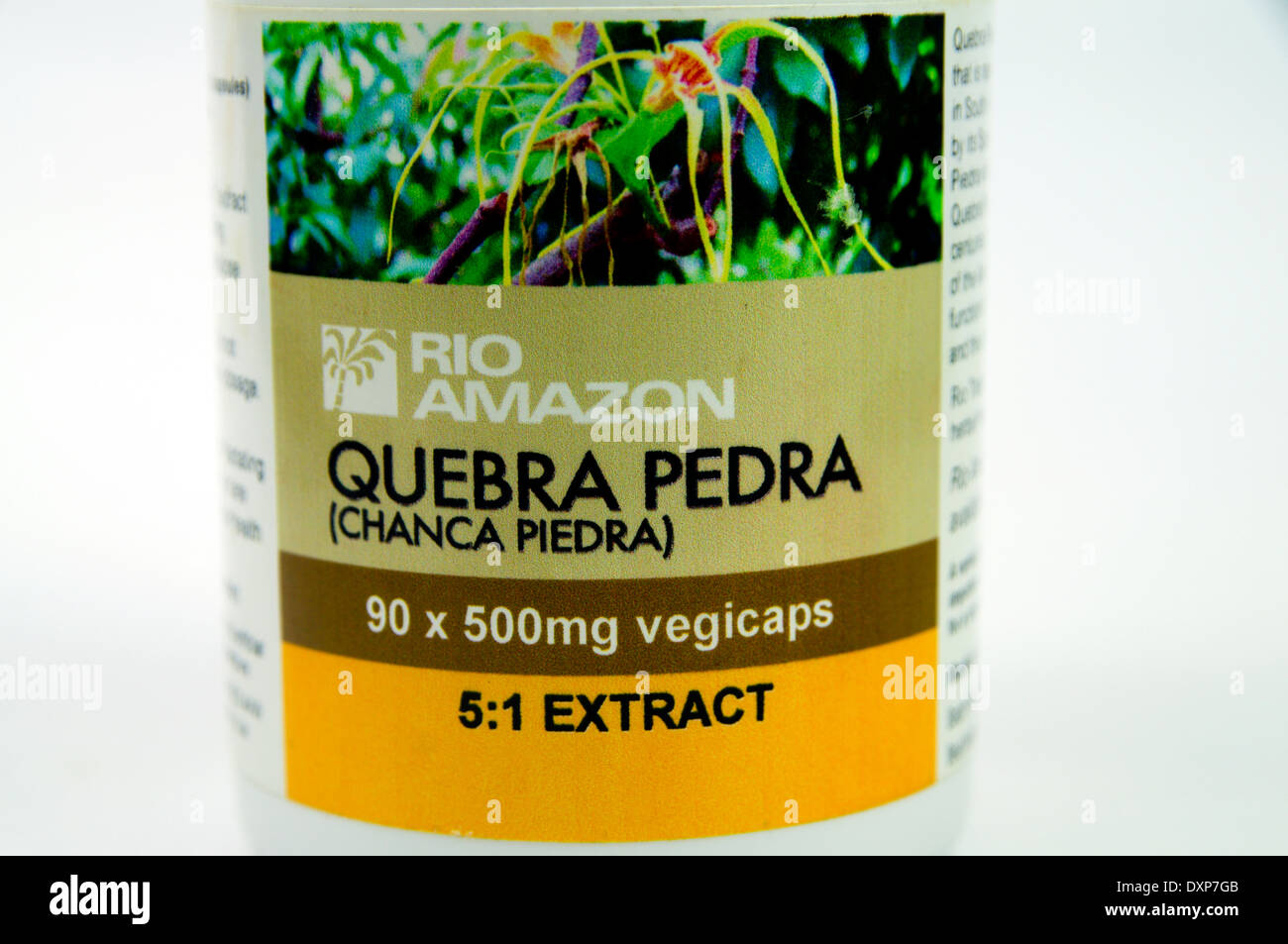 Quebra pedra remède de fines herbes de l'Amazon utilisé pour traiter les calculs rénaux et de problèmes de vésicule biliaire. Banque D'Images