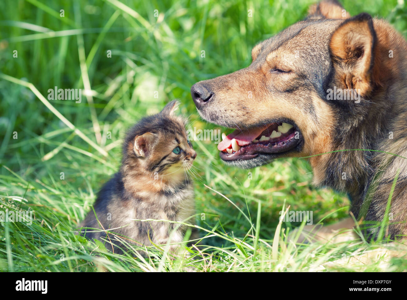 Grand chien de se familiariser avec petit chaton Banque D'Images