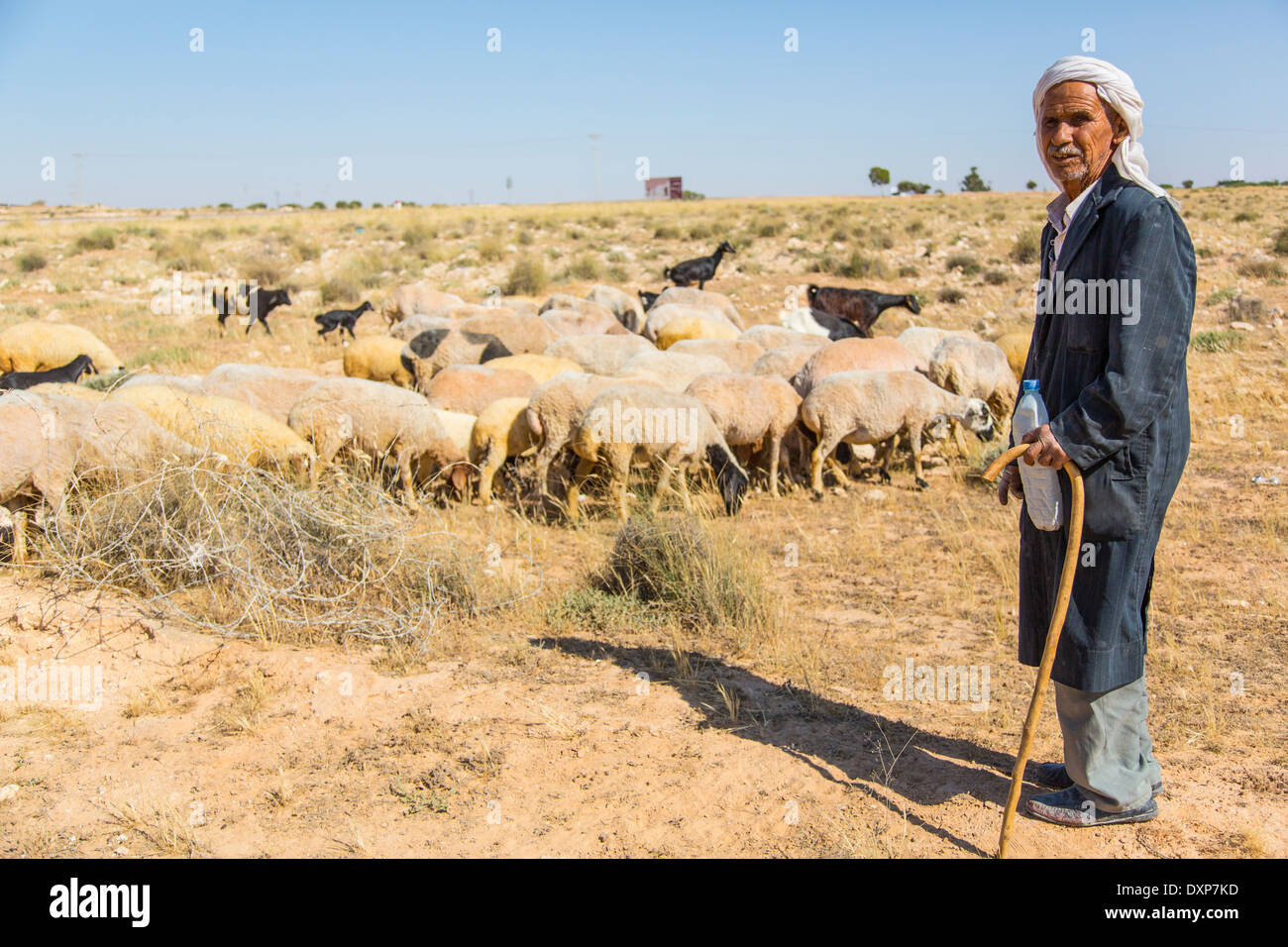 Berger et ses moutons, Tunisie Banque D'Images