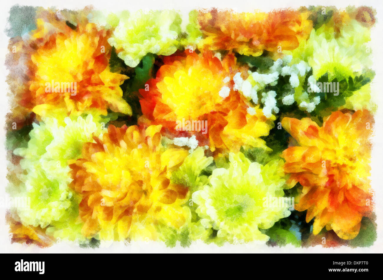 Chrysanthème (l'Chrysánthemum ) - genre de plantes herbacées annuelles ou vivaces, de la famille des astéracées ou composées Banque D'Images